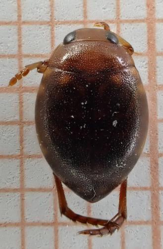 Réf. 251 270 : Hyphydrus ovatus